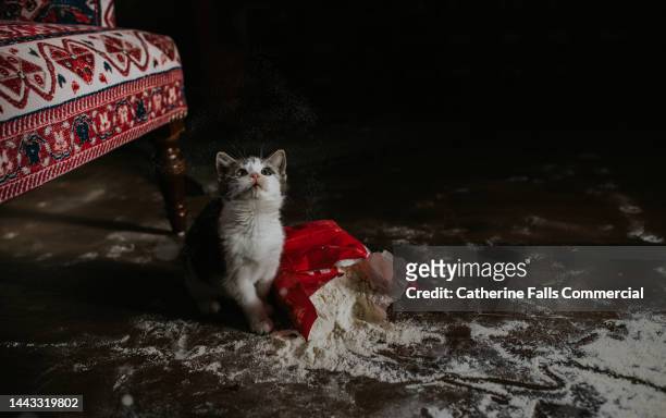 a kitten has torn up a bag of flour and created a mess. - shameful stock pictures, royalty-free photos & images