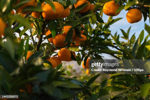 low angle view of oranges growing on tree,mishima,shizuoka,japan - mandarine stock-fotos und bilder