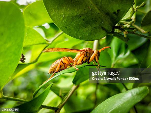 Chamched Insect 289 India Wasps Stock Photos, High-Res Pictures, and Images - Getty Images