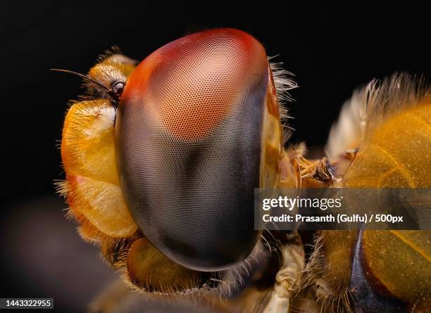 close-up of insect on plant against black background - damselfly stockfoto's en -beelden