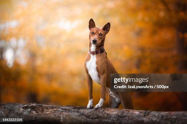 portrait of dog standing on tree stump during autumn,poland - basenji ストックフォトと画像