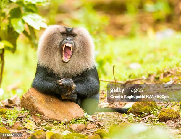 close-up of lion tailed macaque yawning while sitting on rock,valparai,tamil nadu,india - macaco coda di leone foto e immagini stock