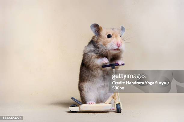 close-up of rat on table against wall - hamster stock-fotos und bilder