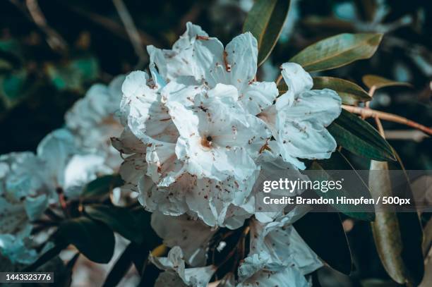 Close-up of white flowering plant,Toronto,Ontario,Canada