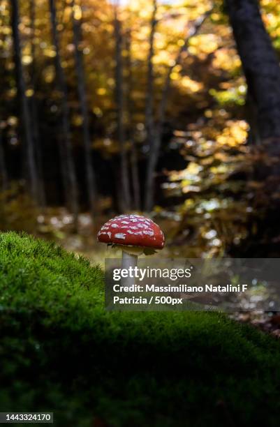 il fascino del bello e dannato,toscana,italy - fascino stock pictures, royalty-free photos & images