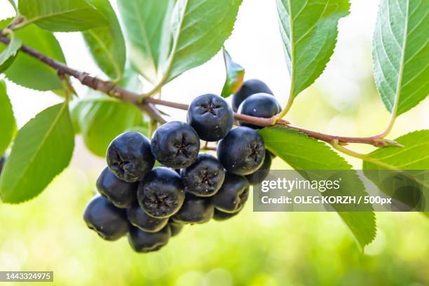 photography on theme beautiful berry branch aronia bush,ukraine - aronia berry stock-fotos und bilder