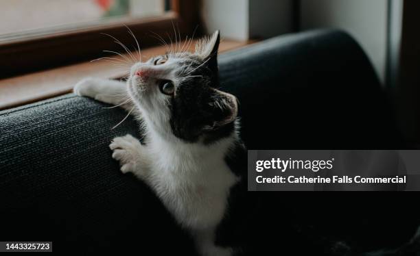 a kitten clings on to the back of a sofa and looks up - kittens stock pictures, royalty-free photos & images