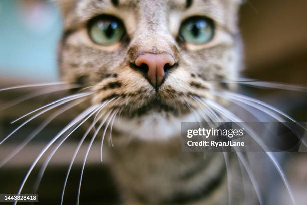 retrato de primer plano de gato atigrado - vibrisas fotografías e imágenes de stock