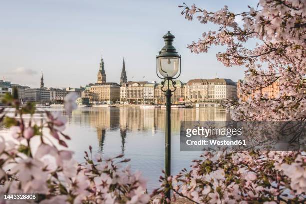 germany, hamburg, inner alster lake in spring with street light and cherry blossom branches in foreground - elbe river - fotografias e filmes do acervo