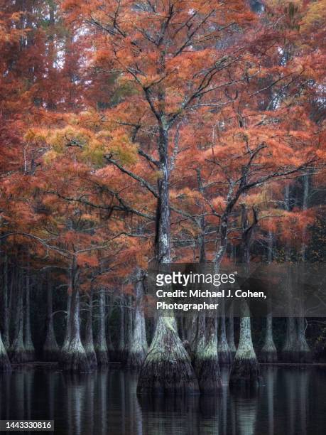 red cypress - bald cypress tree stock pictures, royalty-free photos & images