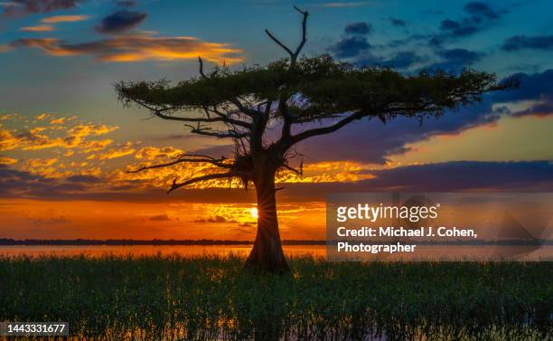 sun and cypress - bald cypress tree 個照片及圖片檔