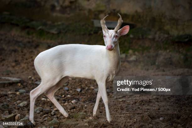 image of an albino barking deer on nature background wild animals,thailand - white tail deer 個照片及圖片檔