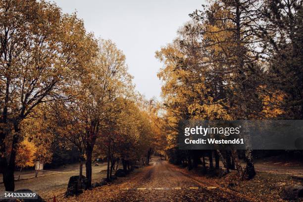 spain, catalonia, empty mountain road in autumn - sepia fotografías e imágenes de stock