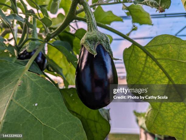 eggplant - aubergine stockfoto's en -beelden