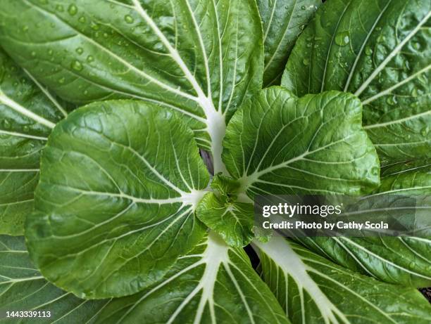 bok choy - chinese cabbage imagens e fotografias de stock