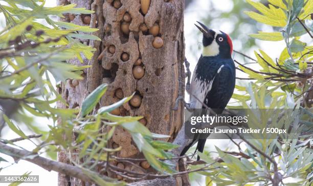 low angle view of woodpecker perching on tree,los angeles,california,united states,usa - woodpecker stock pictures, royalty-free photos & images