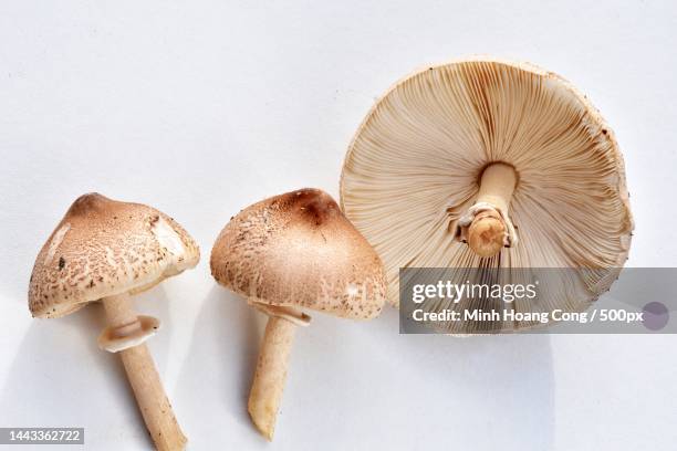 close-up of mushrooms against white background,france - king trumpet mushroom - fotografias e filmes do acervo