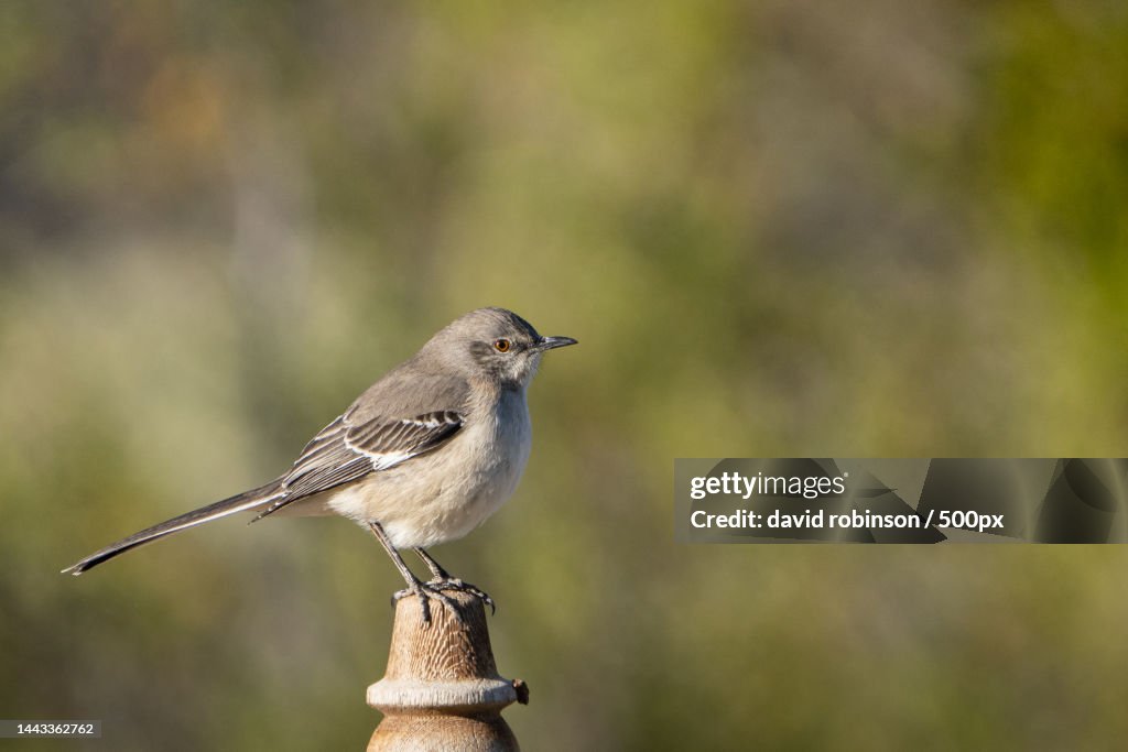 Close-up of songpasserine mockingbird perching on wood,Arizona,United States,USA