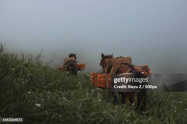 horses carry bricks to the mountain hill in a mist,china - horse carriage bildbanksfoton och bilder