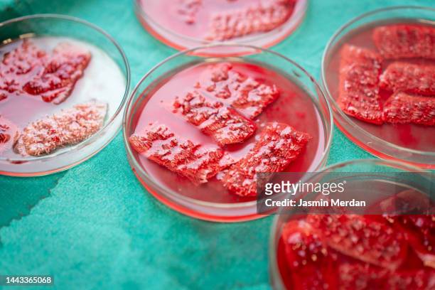 blood samples with tissue in lab - prélèvement à tester photos et images de collection