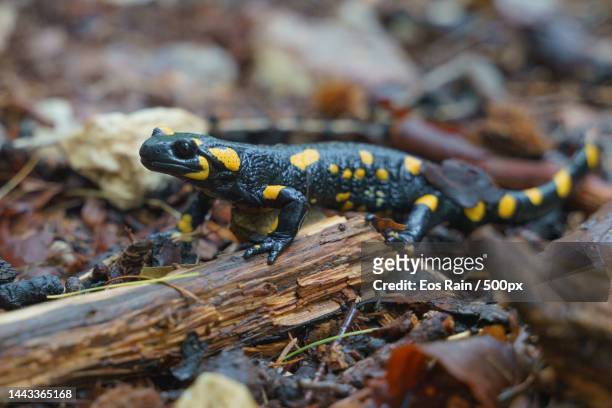 close-up of lizard on tree,slovenia - salamandra fotografías e imágenes de stock