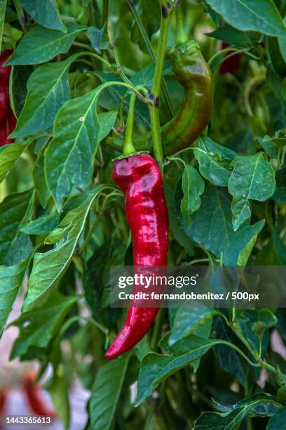 close-up of chili pepper plant - chili farm stock-fotos und bilder