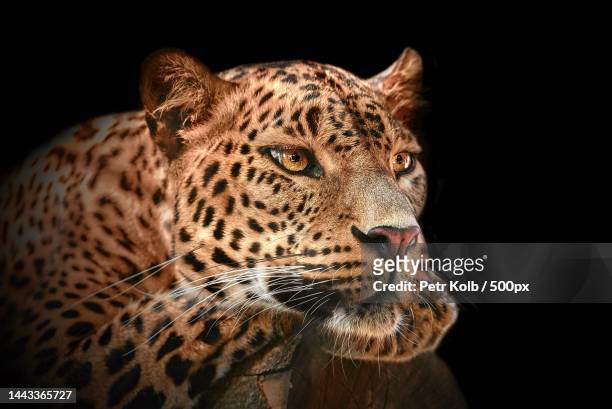 close-up of leopard against black background,czech republic - carnívoros - fotografias e filmes do acervo