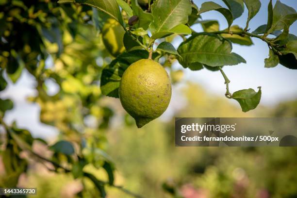 close-up of fruits growing on tree,madrid,spain - lemon tree stockfoto's en -beelden