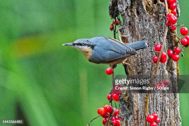 close-up of songnuthatch perching on tree - nuthatch stock pictures, royalty-free photos & images