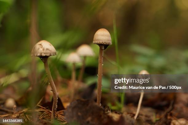 close-up of mushrooms growing on field,kaldenkerkergrensweg,tegelen,netherlands - venlo stockfoto's en -beelden