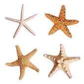Four starfish against white background