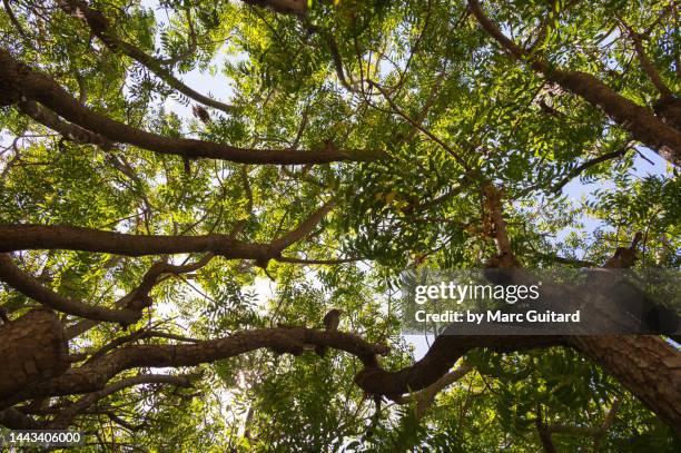 the canopy of a huge neem tree, grand cayman, cayman islands - tree canopy pattern fotografías e imágenes de stock