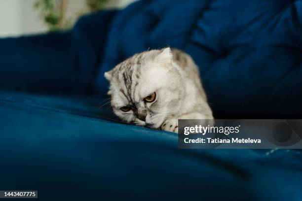 cat depression. gray tabby cat lying on a sofa indoors - sad cat stock pictures, royalty-free photos & images
