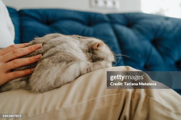 missing the owner. rearview of white and gray cat with golden eyes on cat sitter knees - hairy back stock pictures, royalty-free photos & images