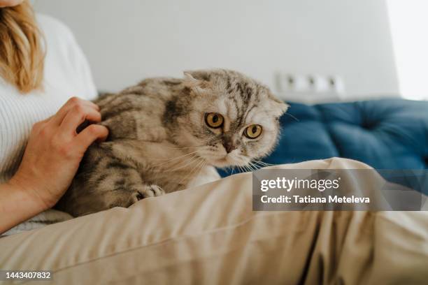 healthcare of cats, castration and sterilization. woman with gray cat on her lap sit on a couch - castration stockfoto's en -beelden