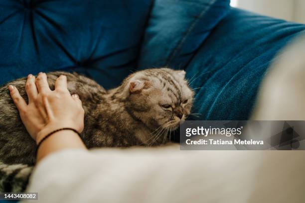 after veterinary clinic visit. cropped human hands touching a gray cat with golden eyes - feline stockfoto's en -beelden