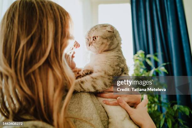 pet shelter and orphanage. curious and shocked cat looking around in woman hands - shelter cat photos et images de collection