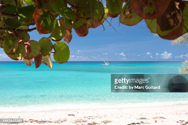 the turquoise caribbean sea at seven mile beach, grand cayman, cayman islands - grand cayman islands foto e immagini stock