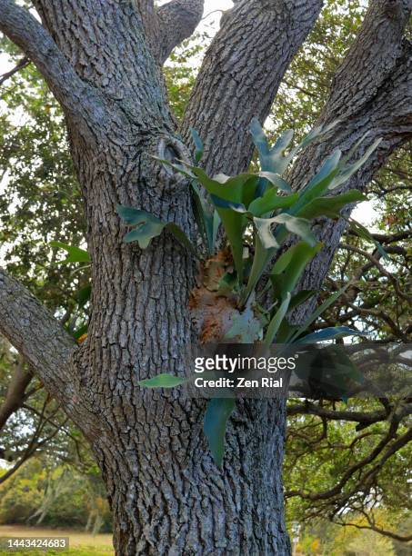 staghorn fern growing on an oak tree in a public park in florida - elkhorn fern stock pictures, royalty-free photos & images