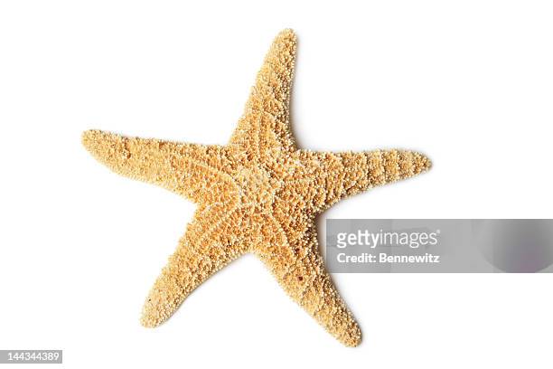 seestern, isoliert auf weiss - starfish stock-fotos und bilder