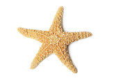 Starfish, isolated on white