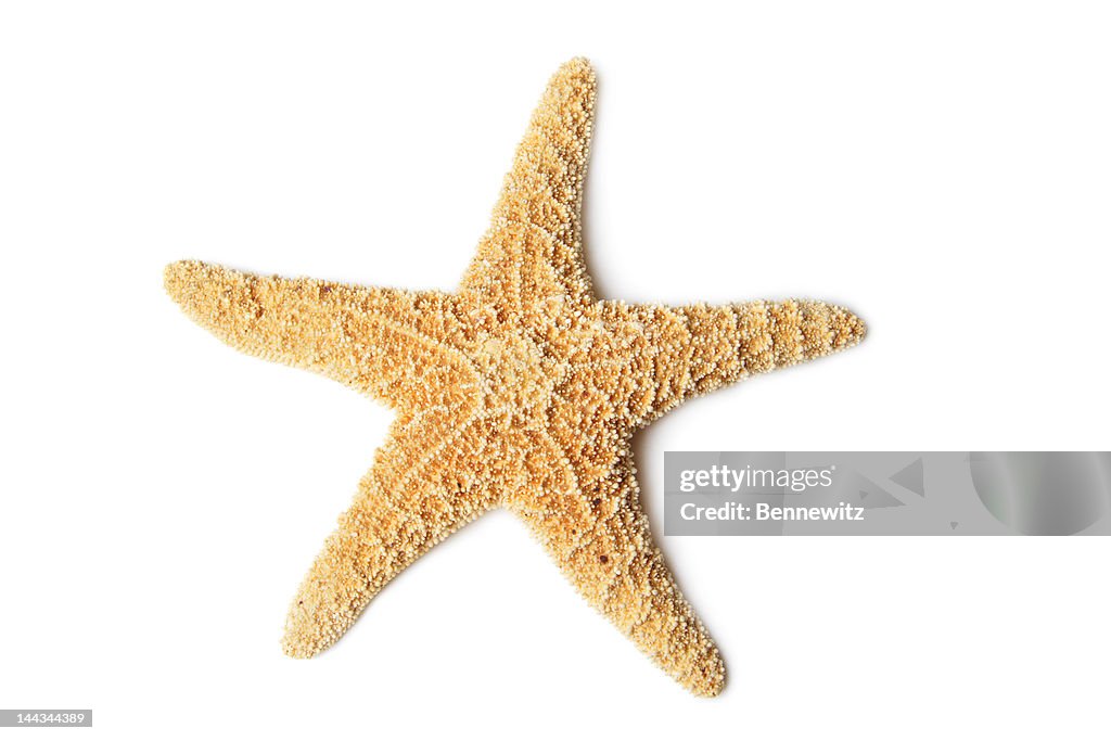 Starfish, isolated on white