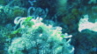 Red Sea Anenomefish Cleaning Shrimp And Pulsating Soft Coral Near Sea ...