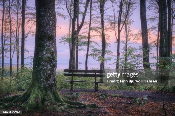 bench in a beech forest. view of the fjord - finn bjurvoll stockfoto's en -beelden