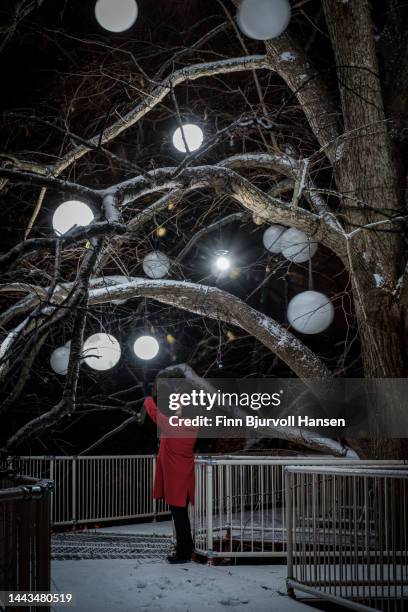 old oak tree decorated with light balls. walkway with snow under the tree - finn bjurvoll stockfoto's en -beelden