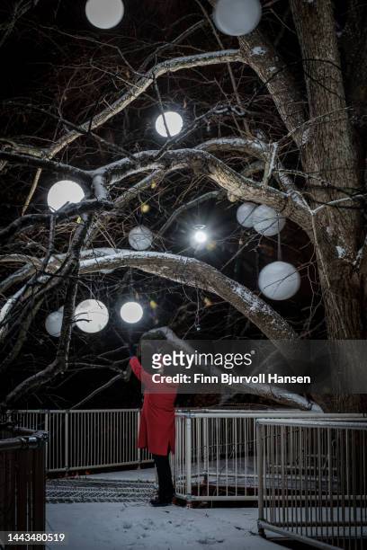 old oak tree decorated with light balls. walkway with snow under the tree - finn bjurvoll stock pictures, royalty-free photos & images
