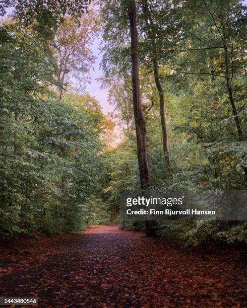 footpath in the beech forest - finn bjurvoll stock pictures, royalty-free photos & images