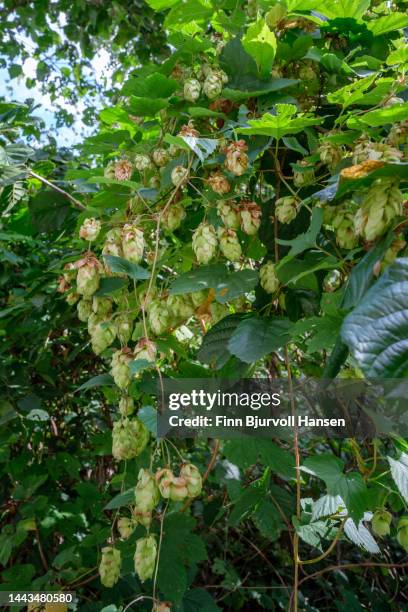 wood with hops - finn bjurvoll stockfoto's en -beelden