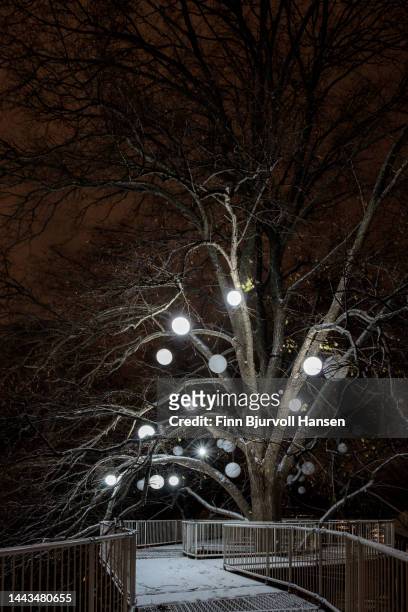 old oak tree decorated with light balls. - finn bjurvoll - fotografias e filmes do acervo