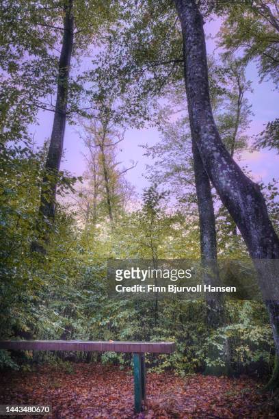 bench in a beech forest - finn bjurvoll stock pictures, royalty-free photos & images
